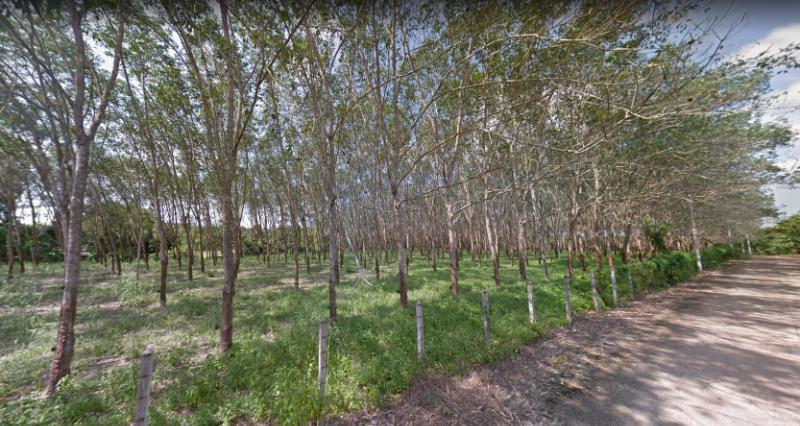 P56LA2010082 ขายที่ดิน  ท่าช้าง จันทบุรี 18-0-0.0 ไร่ 54 ล้านบาท 