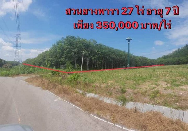 ขายสวนยาง 27-1-23 ไร่ อายุยาง 7 ปีเก็บผลผลิตได้เลย ติดถนนทางสาธารณะ น้ำไม่ท่วม สุราษฎร์ธานี