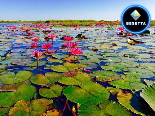 ทะเลบัวแดง บึงหนองหานกุมภวาปี