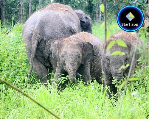 ปางช้างแม่ริม