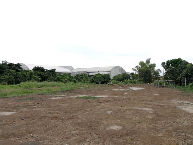 ขายที่ดินติดคลองบางเตย  สามโคก ปทุมธานี ถนนปทุมธานี-สามโคก-เสนา  เนื้อที่ 6ไร่ สวนผลไม้ผสม 