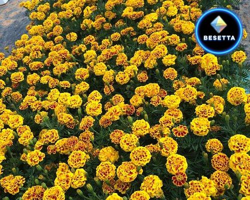 ตลาดต้นไม้บ้านหนองบง