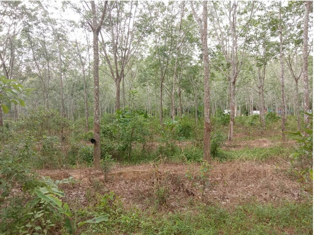 ขายที่ดินสวนยางอำเภอสะเดาเนื้อที่ 17 ไร่ ถนนกาญจนวานิช ต.ปริก อ.สะเดา จ.สงขลา