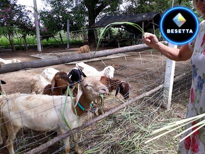 ฟาร์มแกะหัวหิน