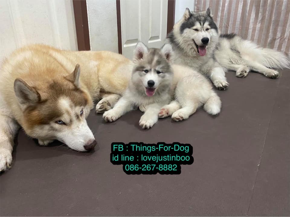 ผ้ายางกันลื่นสุนัข ที่สัตวแพทย์และฟาร์มเลือกใช้มากที่สุด ใช้ดี ทำความสะอาดง่าย