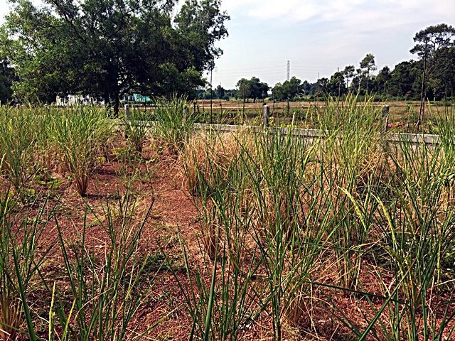 ขาย ที่ดิน ติดกับคณะเทคโนโลยี ม.นครพนม เนื้อที่ 73.3 ตารางวา ถมดินแล้ว สร้างรั้วรอบที่แล้ว 