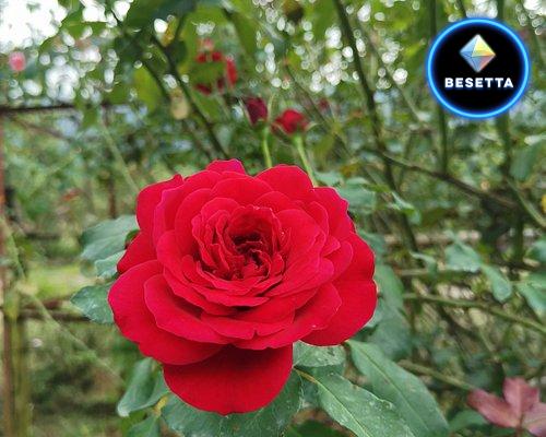 สวนกุหลาบกลางพนา