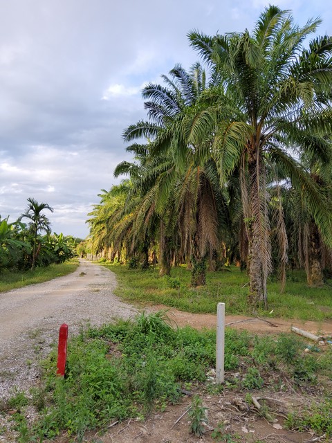 สวนปาล์ม 23-1-46 ไร่ ขายด่วนมากๆ... ถูกที่สุดในบริเวณนี้ อ. พุนพิน จ. สุราษฎร์ธานี